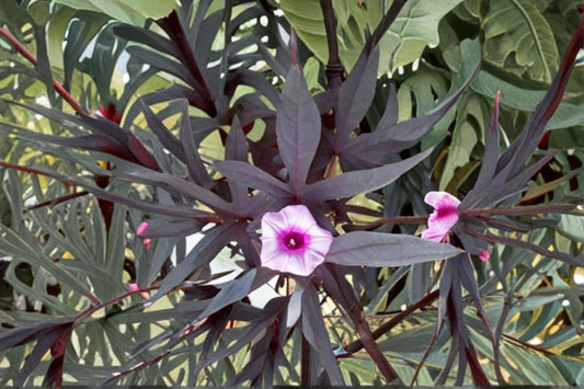 2 Blackie Sweet Potato Vine Live Plants | Ipomoea batatas 'Blackie' | 4-6 Inch Rooted Starters | Ornamental Sweet Potato Vine | No Pot