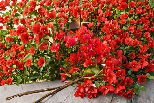 Red Bougainvillea 2 Live Plants – 4" Pots – Tropical Flowering Plant