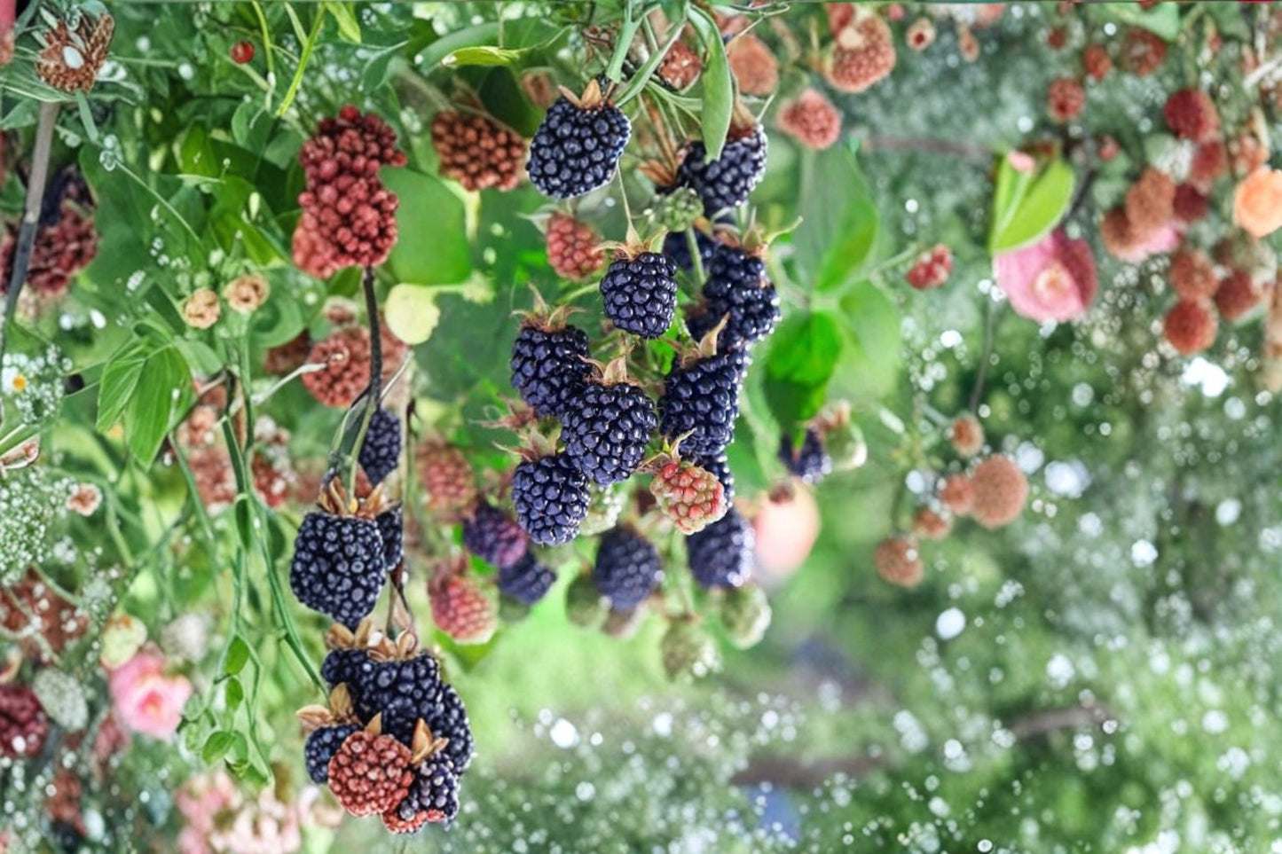 3 Natchez Thornless Blackberry Live Plants – 4–6" Tall – Rubus 'Natchez'