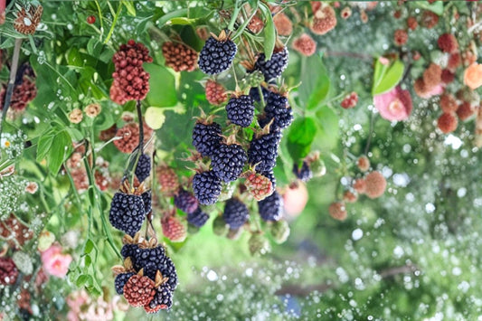 3 Natchez Thornless Blackberry Live Plants – 4–6" Tall – Rubus 'Natchez'
