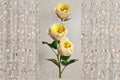 Teresa Rose Live Plant – Repeat Blooming Cut Rose