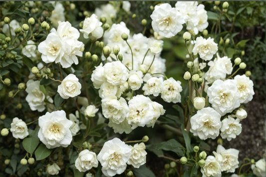 White Climbing Rose Live Plant | White Flowering Rose Vine | Hanging Basket Rose | Climbing Rose Plant | Live Rose Bush | Patio Garden