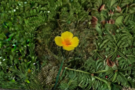 Tufted Dwarf California Poppy Seeds Eschscholzia Caespitosa Yellow Wildflower Annual Garden Meadow Plant 100 Seeds
