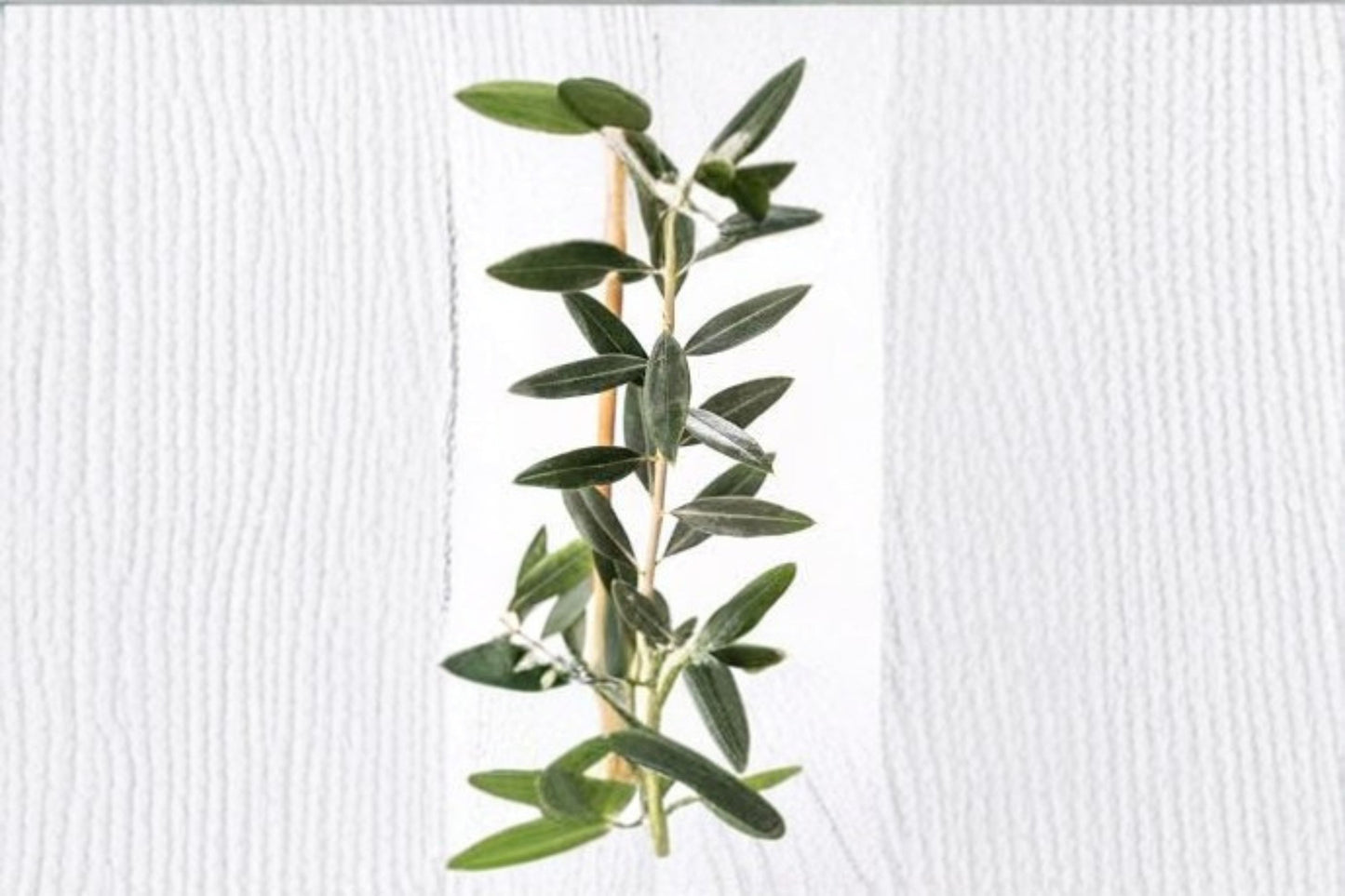 Leccino Olive Live Starter Plant – Olea europaea