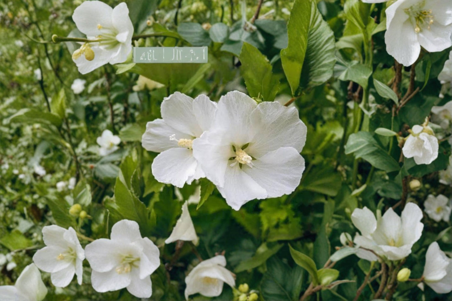 Diana White Rose of Sharon Live Plant – 1 Qt Pot – Hibiscus syriacus 'Diana'