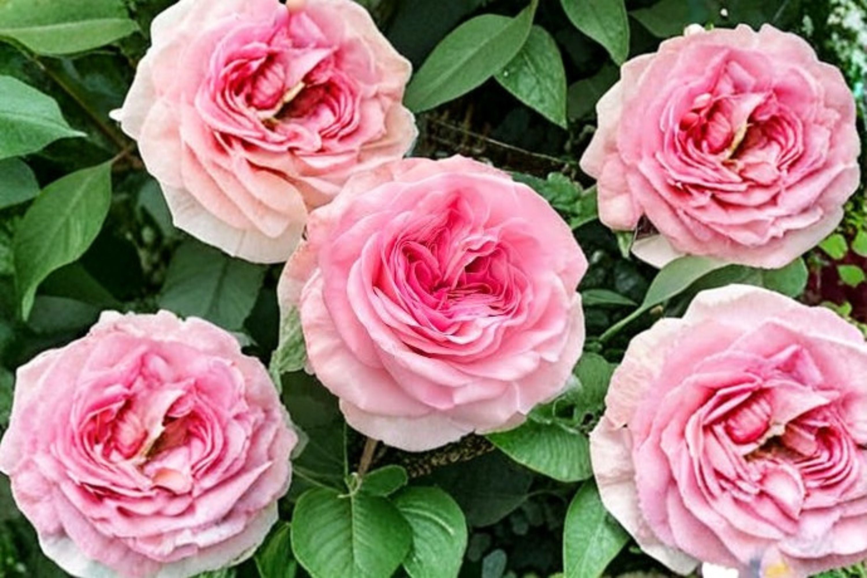 Gossip Girl Rose 1 Plant – Rosa sp.