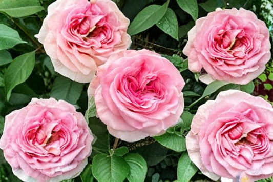 Gossip Girl Rose 1 Plant – Rosa sp.