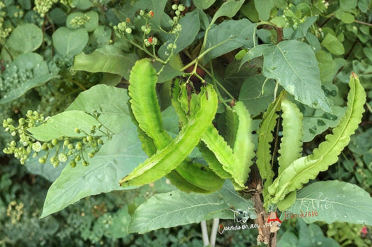 Winged Bean Plant 2 Live Vegetable Plants – 3–5" Tall – 4" Pot