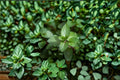 Chocolate Mint 1 Plant – Mentha × piperita f. citrata ‘Chocolate’