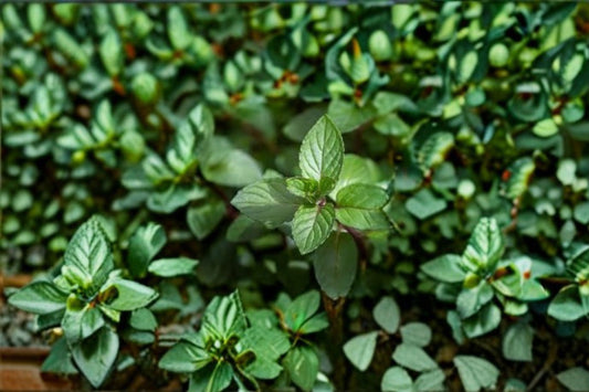 Chocolate Mint 1 Plant – Mentha × piperita f. citrata ‘Chocolate’