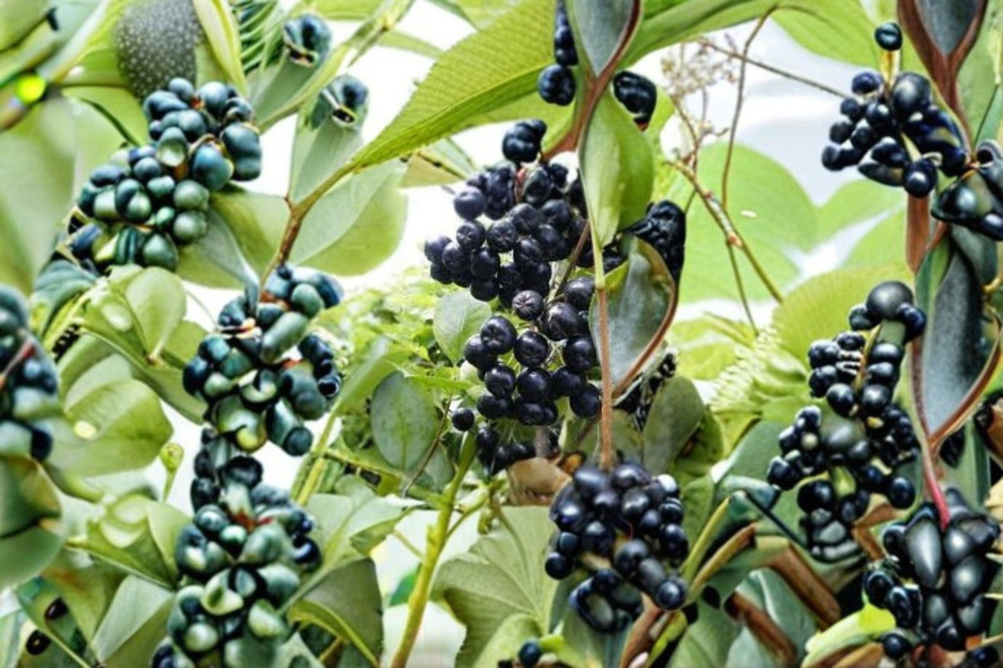 Viking Aronia Berry Live Starter Plant – Aronia melanocarpa – Zones 3–8