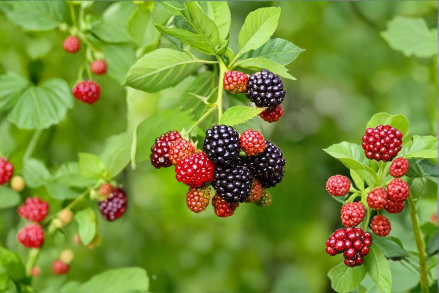 Triple Crown Blackberry Live Plants – 2 Pack – 4–6" Tall – Rubus Blackberry Bush