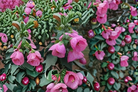 Pink Abutilon Live Plant – 4–6" Tall – Bell Hibiscus – No Pot