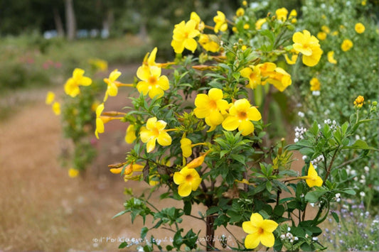Yellow Mandevilla Live Plants – 3 Plants – 4–6" Tall – No Pot – Flowering Vine