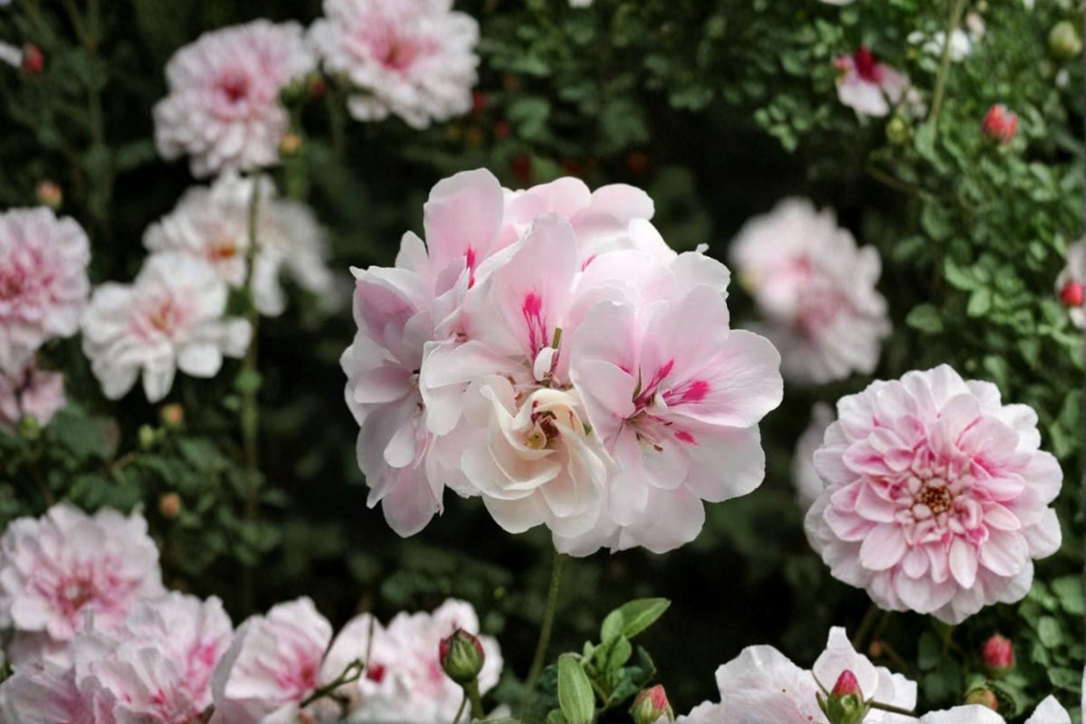 2 White Pink Ivy Geranium Cuttings | Pelargonium peltatum | Trailing Ivy Geranium | 6 Inch Live Cuttings | Flowering Plant