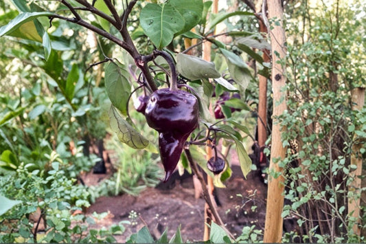 Purple UFO Hot Chili Pepper 3 Live Plants – Purple Flying Saucer Pods