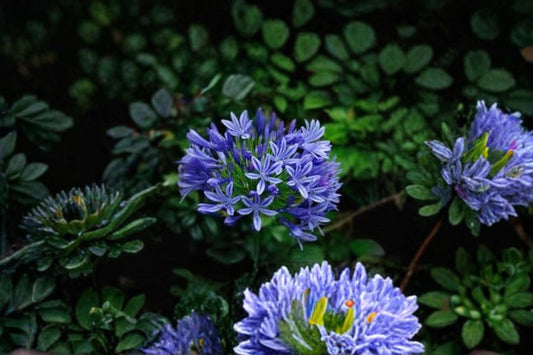 Pacific Sunset Agapanthus 1 Plant – Agapanthus praecox ‘MP01’