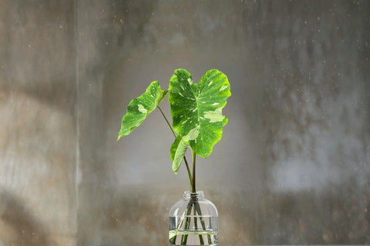 e Paio Colocasia 1 Live Starter Plant – 3-Inch Pot, Ships Without Pot – Colocasia