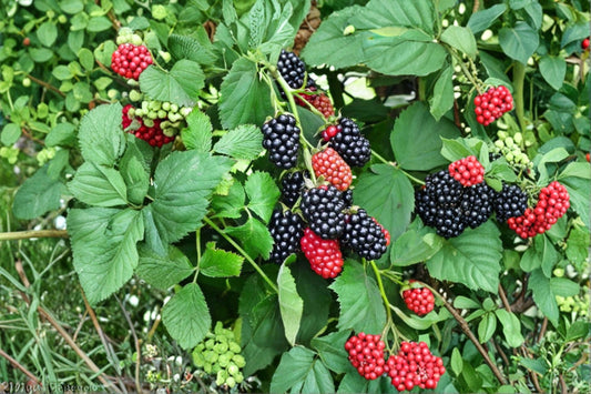 Navaho Thornless Blackberry Live Plants – 4 Plants – 4–6" Tall – Rooted – No Pot