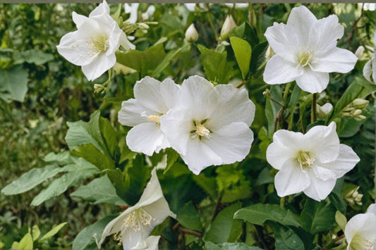 Diana White Hibiscus 1 QT Live Plant – 4 Inch Flowers – Hibiscus syriacus ‘Diana’