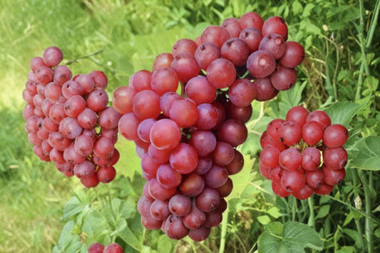 Einset Seedless Grape Vine Live Plant – 1–2 Year Old – Vitis vinifera