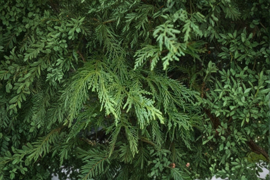 Leighton Green Leyland Cypress 1 Plant – Cupressocyparis leylandii ‘Leighton Green’