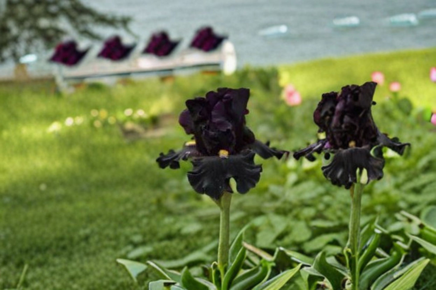 Senior Jinx Iris Live Plant – Black Bearded Iris Perennial