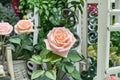 Almond Candy Rose Live Plant – Cream Apricot Garden Rose