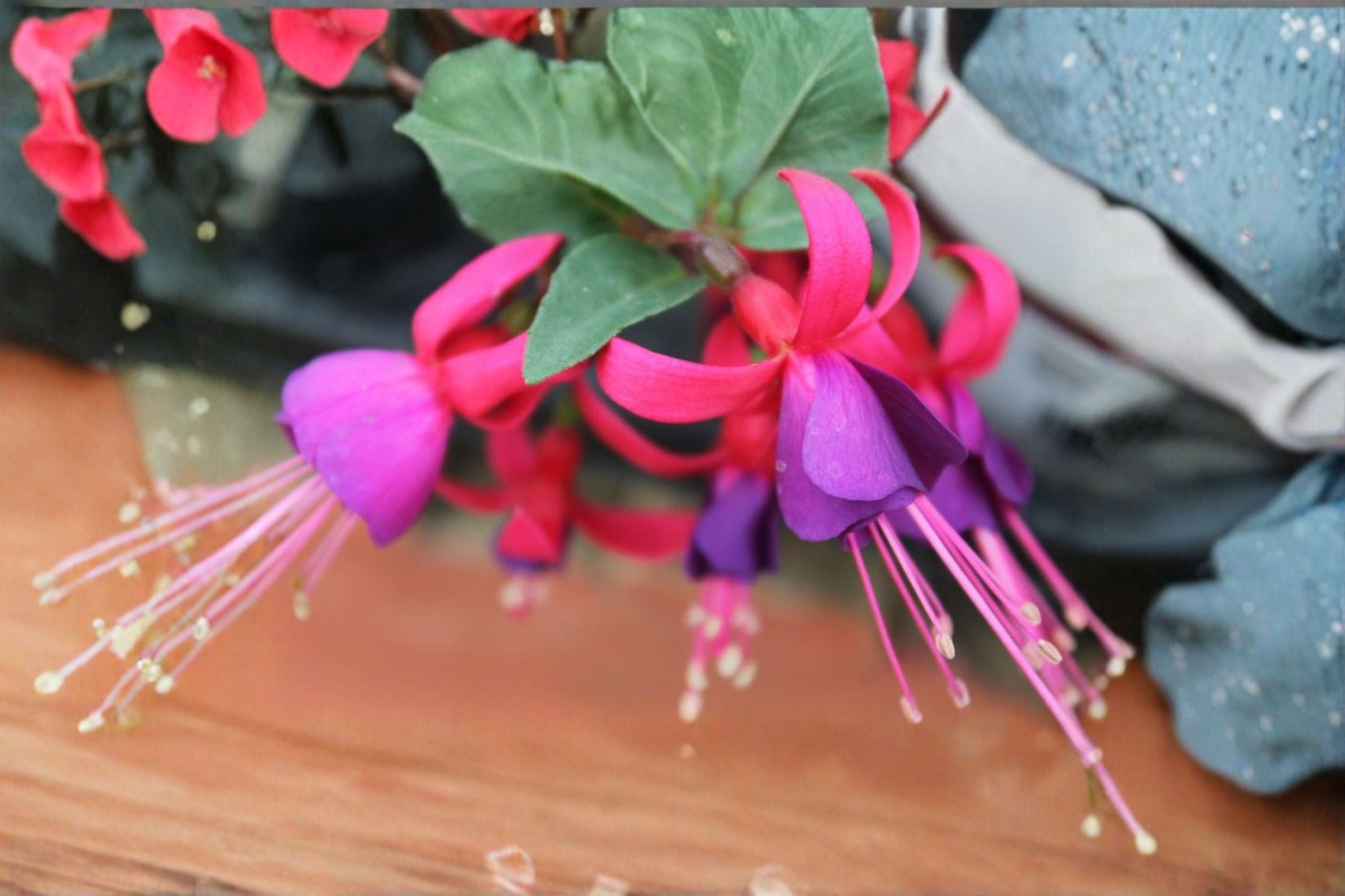 Fuchsia 1 Plant – Fuchsia hybrida