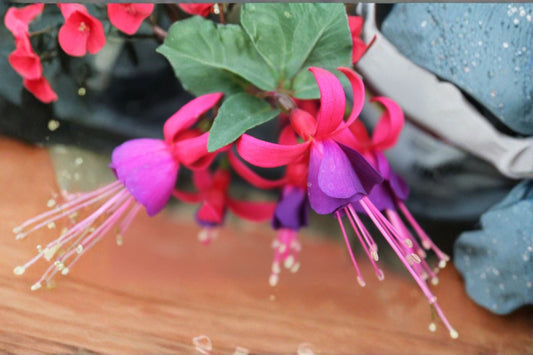 Fuchsia 1 Plant – Fuchsia hybrida