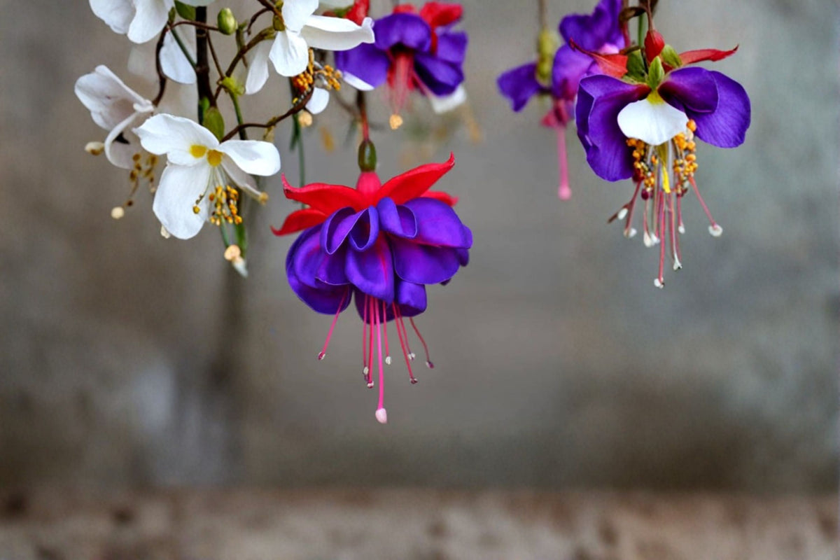 Fuchsia 'Blue Eyes' Live Plant | Well Rooted Fuchsia Plug | 2-5 Inch Starter Plant | Pendulous Flowering Fuchsia | Shade Garden Plant