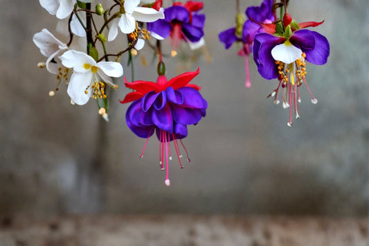 Fuchsia 'Blue Eyes' Live Plant | Well Rooted Fuchsia Plug | 2-5 Inch Starter Plant | Pendulous Flowering Fuchsia | Shade Garden Plant