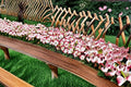 Strawberry Swirl Lily 1 Bulb – Lilium spp.