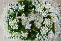 White Yarrow Live Plant Clump – Achillea millefolium Perennial