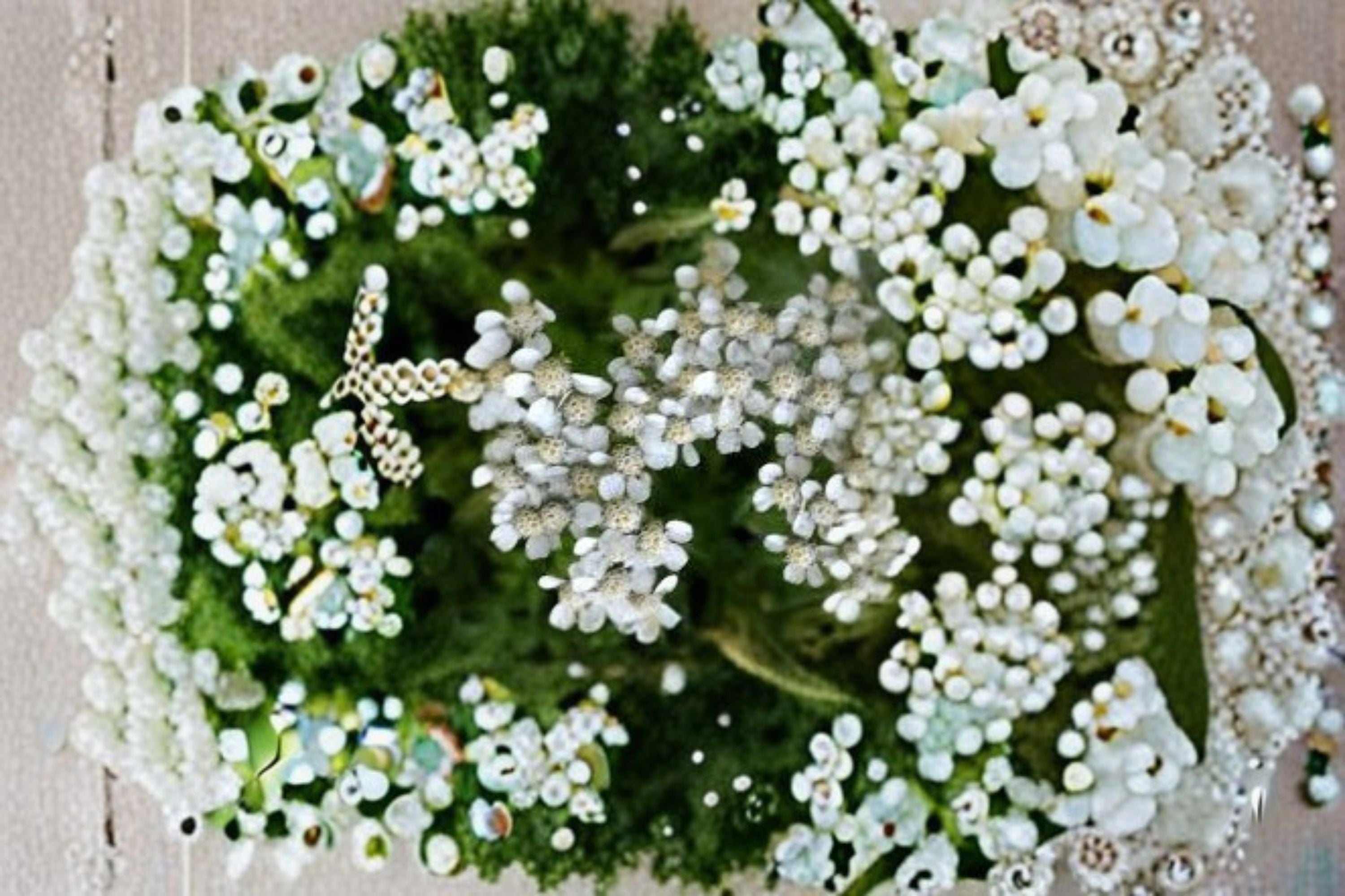 White Yarrow Live Plant Clump – Achillea millefolium Perennial