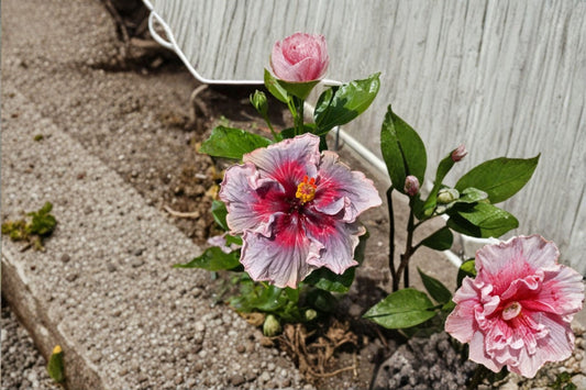Kade Archer Hibiscus Live Plant – 4-Inch Pot, 6–10 Inches Tall – Hibiscus rosa-sinensis