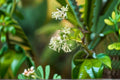 Night Blooming Jasmine Live Plant – Fragrant White Flowering Shrub