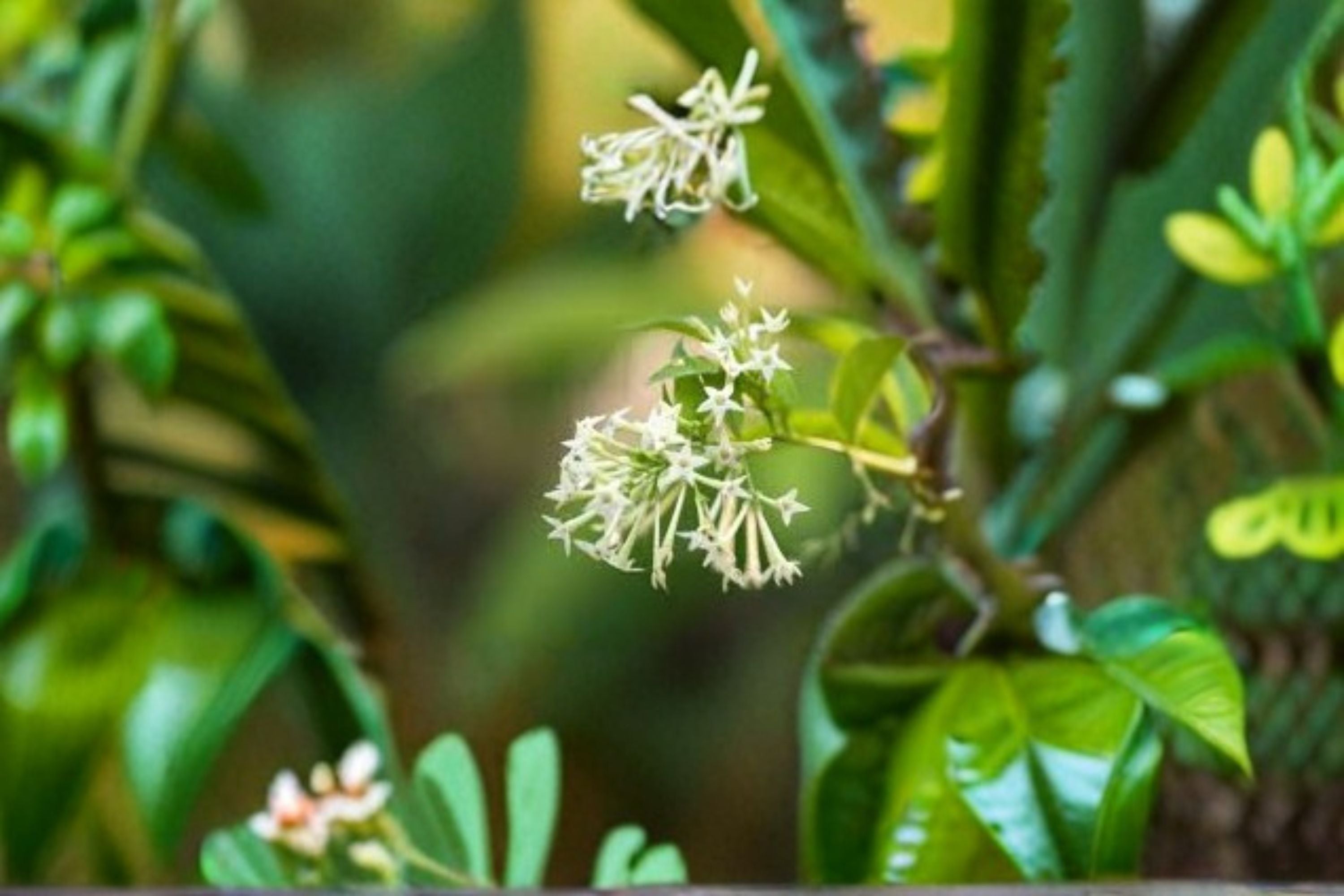 Night Blooming Jasmine Live Plant – Fragrant White Flowering Shrub