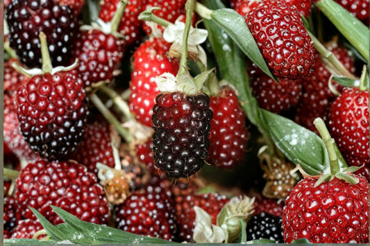 Boysenberry Live Plant – 4–6" Tall – No Pot – Rubus Fruit Plant