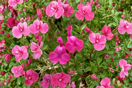 Pink Salvia greggii 1 Live Plant – 1-Gallon Pot – Hummingbird Plant