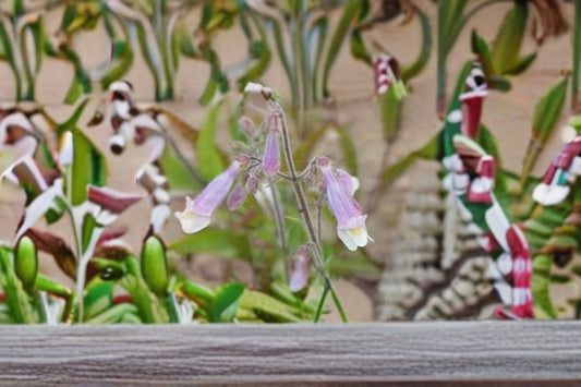 Slender Beardtongue Seeds Penstemon gracilis Purple Wildflower Seeds Native Perennial Garden Flower Planting 100 Seeds