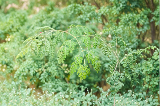 Moringa Oleifera Live Plant | 2 Moringa Plants in 4 Inch Pot | Fast Growing Tree | Drumstick Tree | Edible Garden Plant