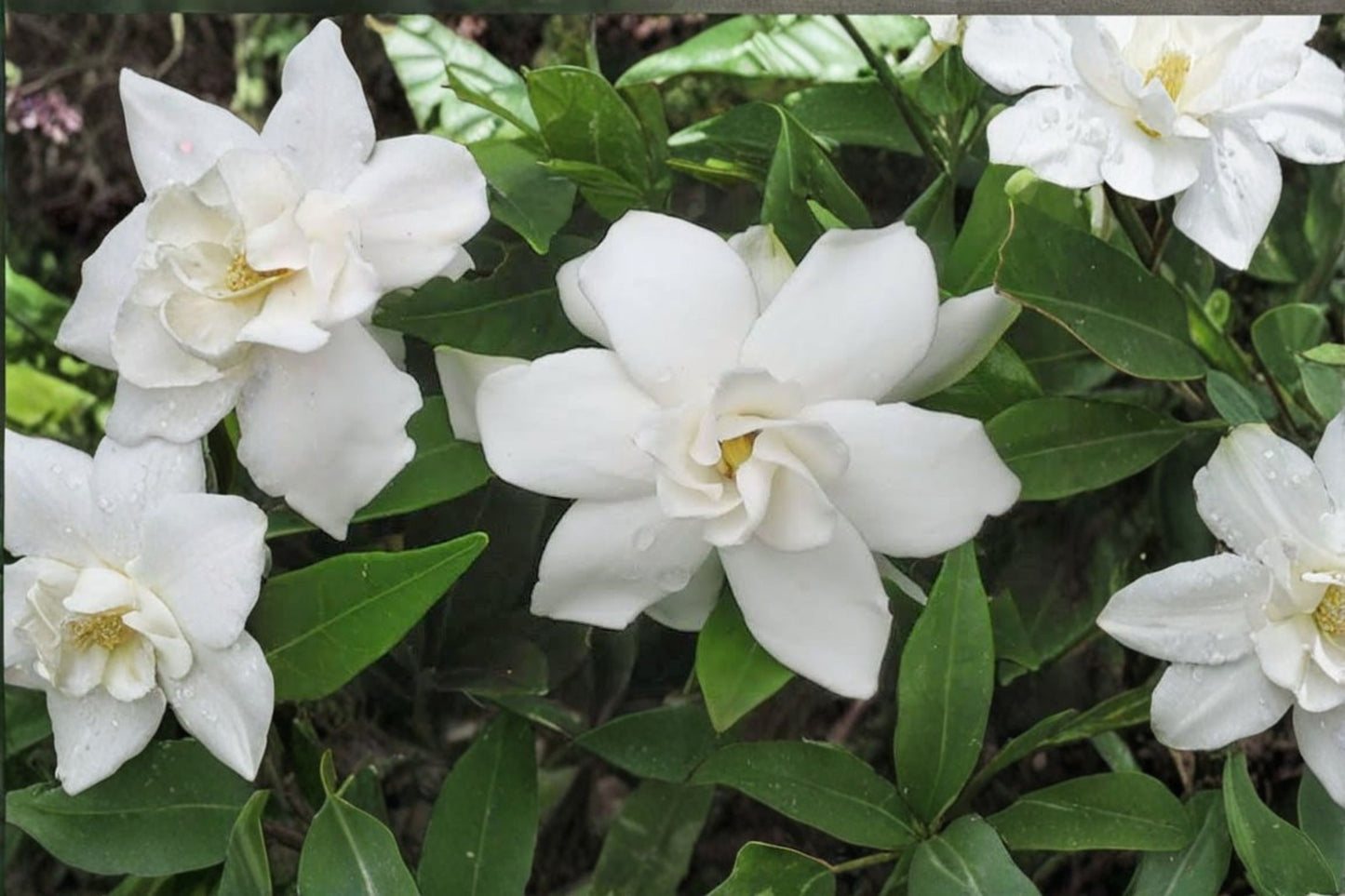 Frost Proof Gardenia Live Rooted Starter Plant – Cape Jasmine – Gardenia jasminoides