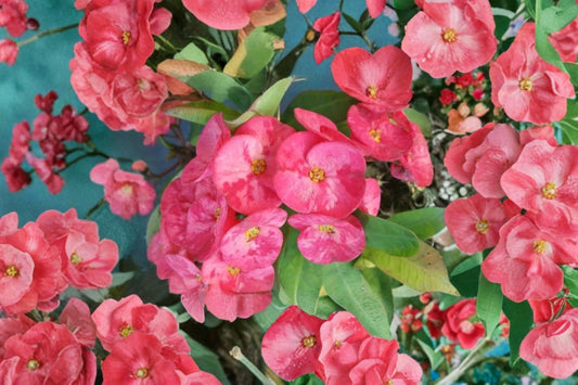 Thai Pink Crown of Thorns Live Plant – 7–12" Tall – Euphorbia milii