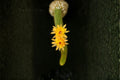Hildewintera Humkes Kleine Gelber 1 Plant – Hildewintera hybrids