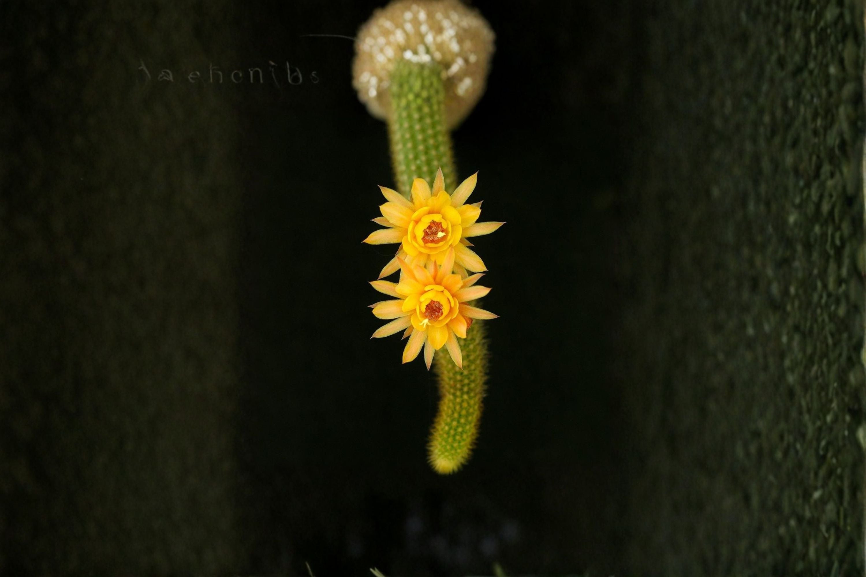 Hildewintera Humkes Kleine Gelber 1 Plant – Hildewintera hybrids