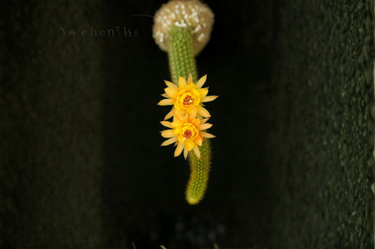 Hildewintera Humkes Kleine Gelber 1 Plant – Hildewintera hybrids