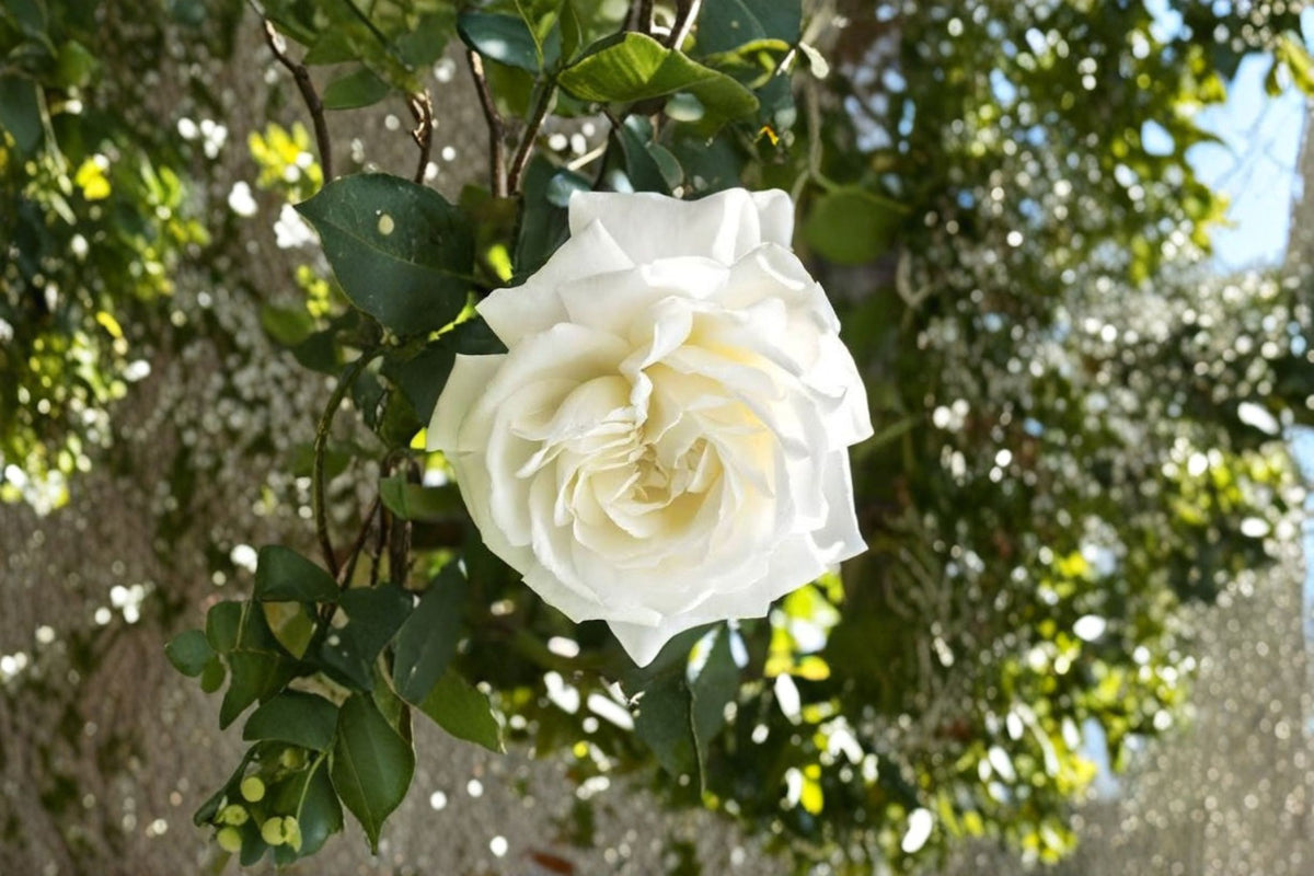 6 Cloud 10 Climbing Rose Cuttings | Fresh Unrooted Rose Cuttings | 5-7 Inch Live Plant Cuttings | Fragrant Climbing Rose | Rose Propagation