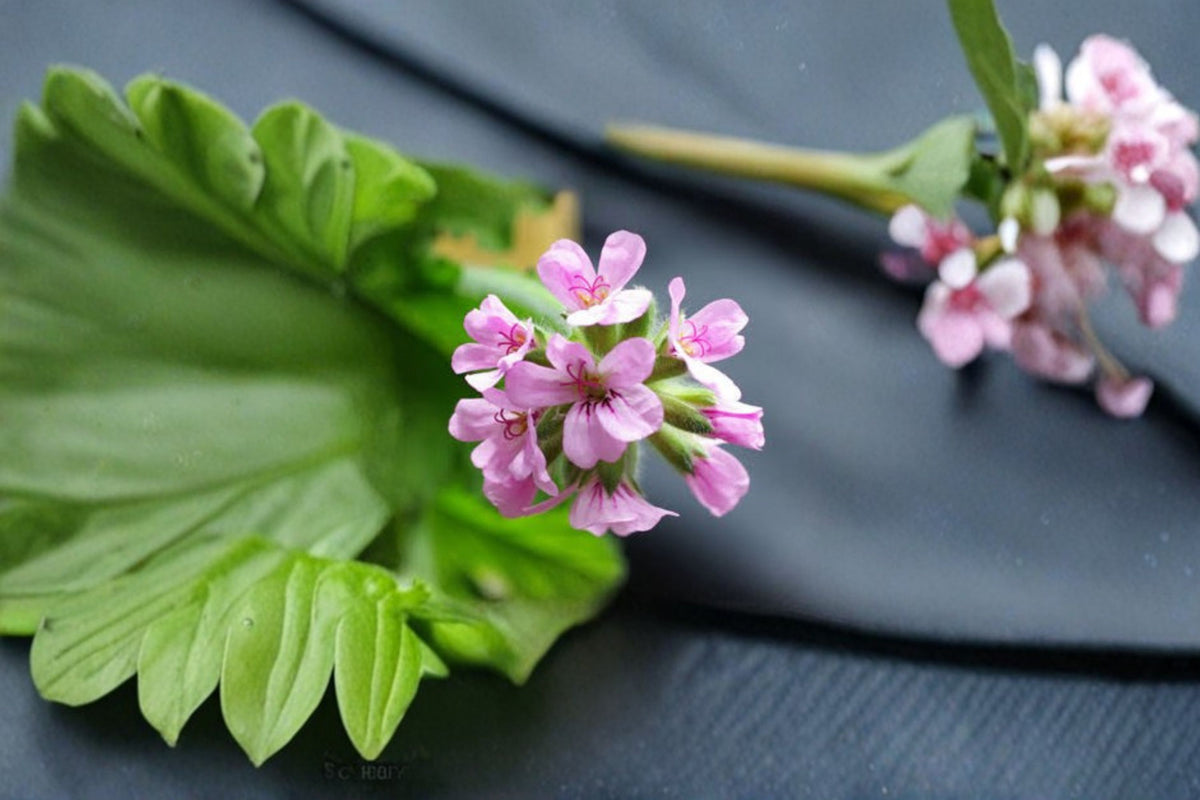 4 Attar of Roses Geranium Cuttings | Pelargonium capitatum | 6 Inch Unrooted Live Cuttings | Rose Scented Geranium | Plant Propagation