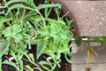 Cuban Oregano 5 Cuttings – Plectranthus amboinicus